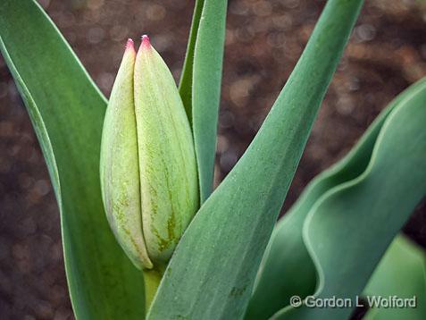 Budding Tulip_00054.jpg - Photographed at Smiths Falls, Ontario, Canada.